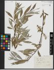 Foto von Salix alba L.